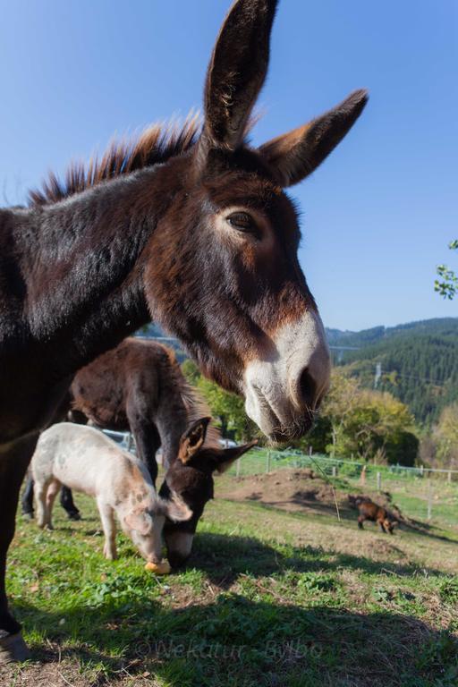 Appartamento Gorosarri Escoriaza Esterno foto